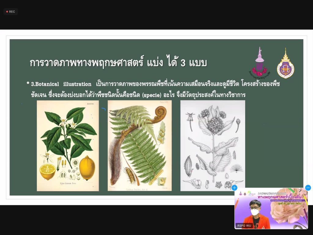การวาดภาพทางพฤกษศาสตร์เบื้องต้น